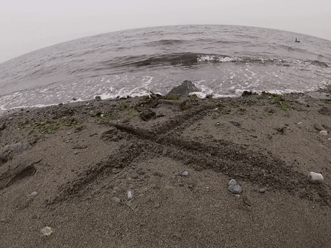 danielerikson giphygifmaker beach GIF