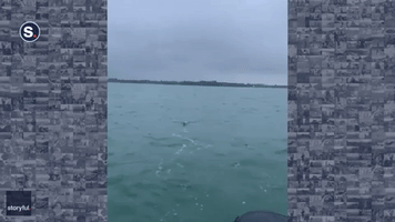 Great White Shark Rises to the Bait Spectacularly for New Zealand Fisherman