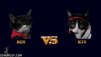 street fighter cat GIF by Cheezburger