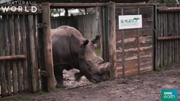 Rhino Rhinoceros GIF by BBC Earth