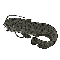 Silure Sticker by Pecheur.com