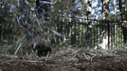 Grass Hay GIF by JC Property Professionals
