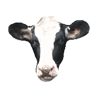 cow STICKER by imoji
