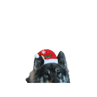 Santadog Groll Sticker by seelenfreund