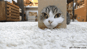 share snake GIF