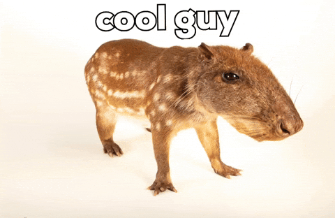 Paca GIF