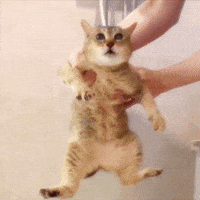 Mei Mei Cat GIF