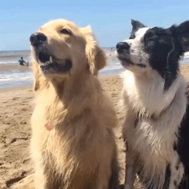 dog GIF