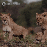 Pbs Nature Lion GIF by Nature on PBS