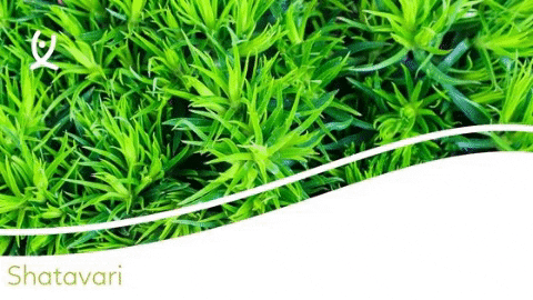 flexityeshop giphygifmaker GIF