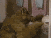 toilet paper alf GIF