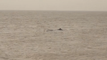 Sperm Whale Discovered Beached in Hunstanton