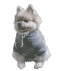 Happy Dog Sticker by Munjo Munjo