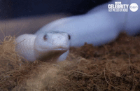 im a celebrity au GIF by I'm A Celebrity... Get Me Out Of Here! Australia