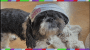 rogueartistsensemble dogs los angeles quarantine theater GIF