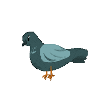 Pigeon Taube Sticker