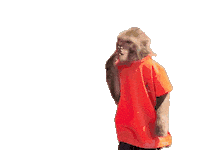 Fun Monkey Sticker