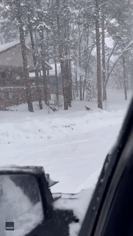 Turkeys Seen Running for Cover During Arizona Snow Storm