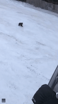 Bear Chases Skier at Resort in Transylvania
