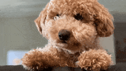 강아지 GIF