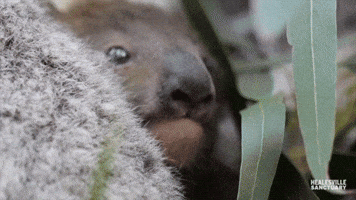 Adorable Koala Joey Peeks Out of Mom's Pouch for First Time