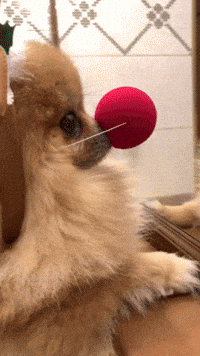 Party Dog GIF