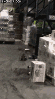 drunk raccoon GIF