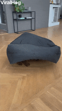 GIF by ViralHog