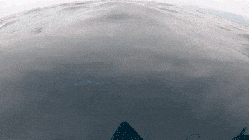 4Ocean