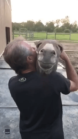 Blissed-Out Donkey Enjoys Rendition of 'Somewhere Over the Rainbow'