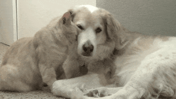 Cat Dog GIF