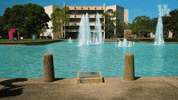 houstoncougars houston sasha gocoogs shasta GIF