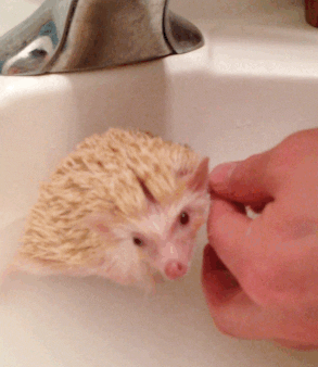 bath GIF