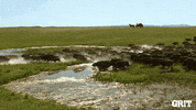 Wyatt Earp Running GIF by GritTV