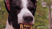 amazon prime GIF by Good Omens