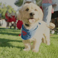 College Football Gameday GIF by SMU Football