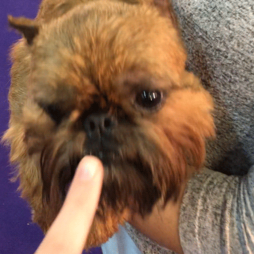 Dog Show GIF by Westminster Kennel Club