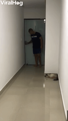 Cat Plays Hide-and-Seek with Owner