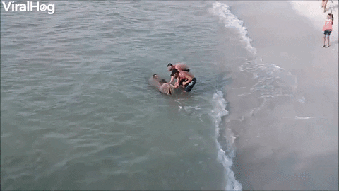 Huge Goliath Grouper Caught At Fishing Pier GIF by ViralHog