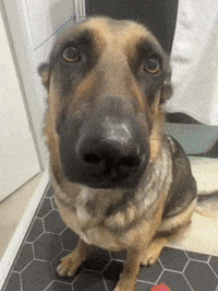 Dog Bepizman GIF