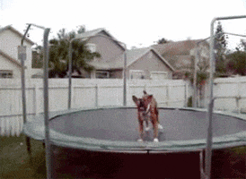 dog jumping GIF by Cheezburger