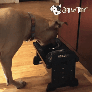 BellaToby giphygifmaker giphygifmakermobile GIF