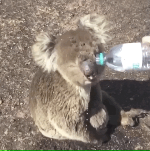 giphyupload fire water koala bottled water GIF