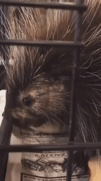 Needles, on the Record: Maine Wildlife Center Captures Montage of Adorable Porcupine Squeaks