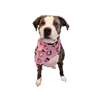 Pink Girl Power Sticker by Geekster Pets