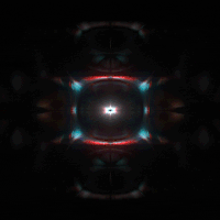kronogenesis megasoma GIF