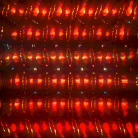 kronogenesis megasoma GIF