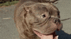 Good Boy Dog GIF by Hit Em Up Rondo