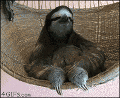 time sloths GIF