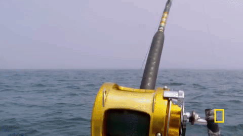 wicked tuna GIF by National Geographic Channel